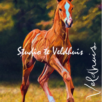 Veulen | Studio te Veldhuis